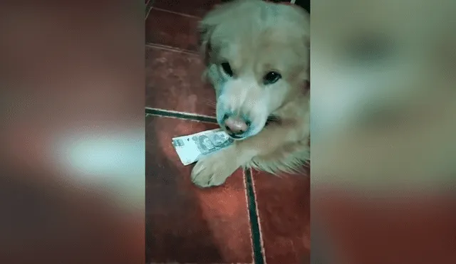 Desliza las imágenes hacia la izquierda para conocer la acción de un perro para vigilar el dinero de su dueña.