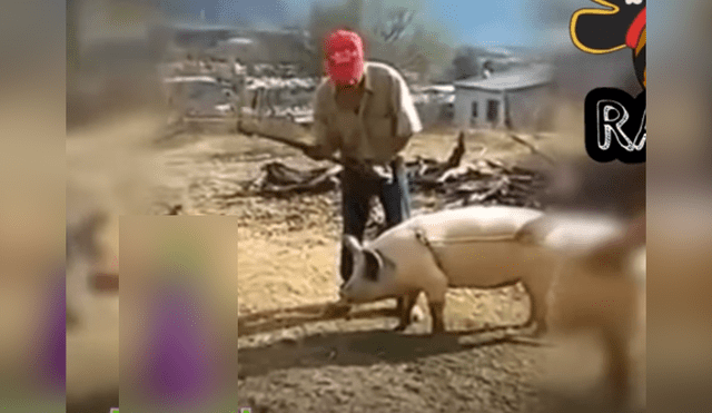 Facebook: cerdo destinado a morir de un hachazo se salva gracias a un pajarito [VIDEO]