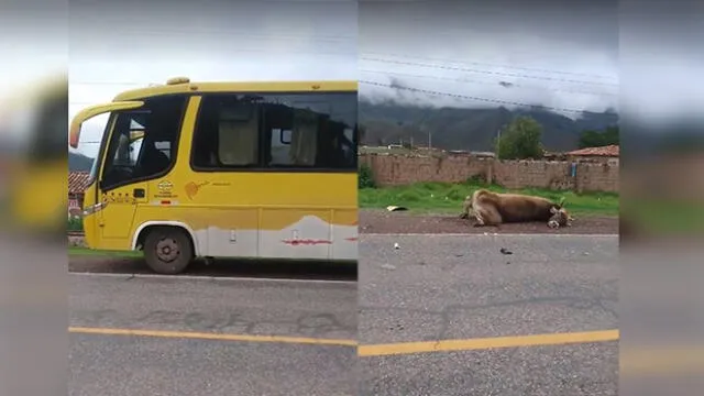 Chofer genera indignación en Facebook por atropellar y matar a vaca en Cusco [VIDEO]