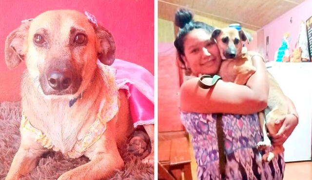 Desliza las imágenes para conocer el final feliz que consiguió una perrita llamada Cati tras ser adoptada. Foto: Misiones Online/ Referencial