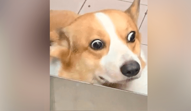 YouTube viral: perro travieso ensucia toda su casa y su reacción al ser descubierto genera risas en miles