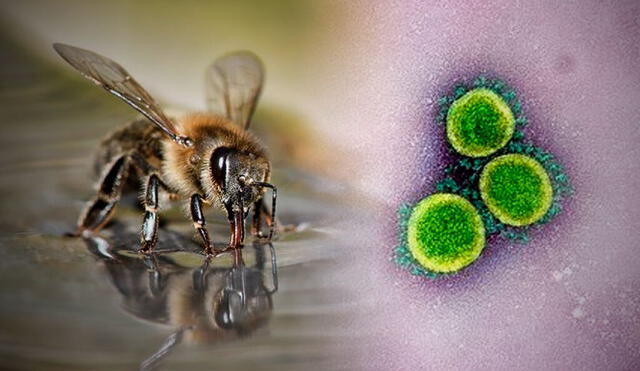 Un total de 150 abejas, a través de análisis en laboratorio, aprendieron a identificar la COVID-19 con una técnica efectiva. Foto: Universidad de Una abeja sometiéndose al condicionamiento de Pavlov. Foto: Universidad de Wageningen / Wikipedia