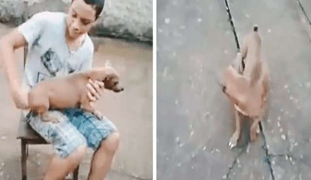 Facebook viral: graban a perro dando vueltas como 'trompo' cuando su dueño le da cuerda [VIDEO]