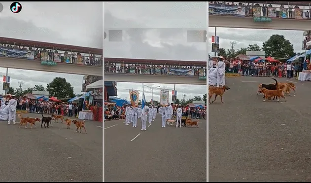 Los perritos acapararon todas las miradas del público del festival. Foto: composición de LR/captura de TikTok/@Anabarria44