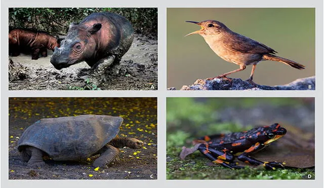 El rinoceronte de Sumatra, el chochín de la Clarión, la tortuga gigante española y la rana arlequín son algunos vertebrados terrestres al borde de la extinción. Foto: PNAS