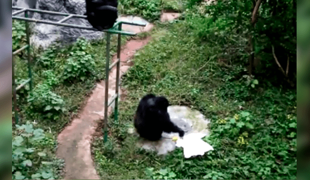 La peculiar conducta de un chimpancé ha causado sensación en YouTube