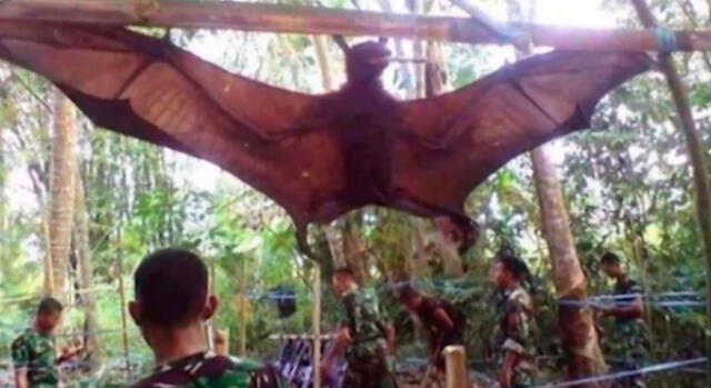 Filipinas: capturan colosal murciélago de casi 2 metros [VIDEO]