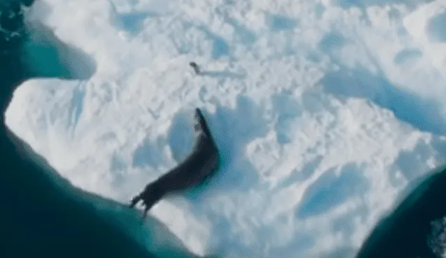 El león marino salió del agua y subió por el trozo de hielo para devorar al ave. Foto: BBC Earth