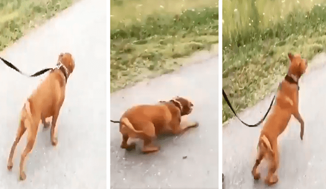 En Facebook, un perro salió a dar su primera caminata con su nueva familia y saltó de alegría por la calle.