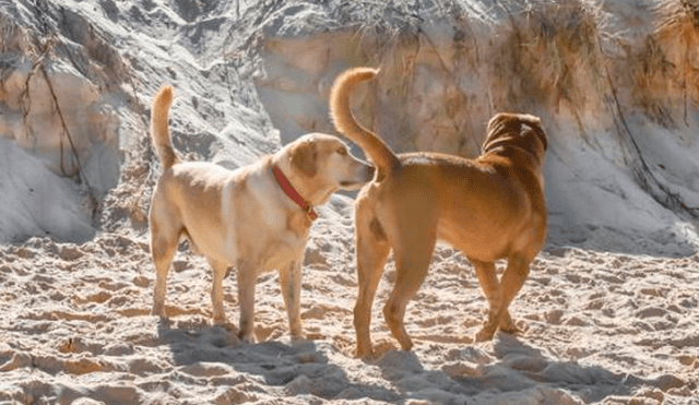 Entérate el motivo por el cual los perros suelen olfatear la cola de otros canes.