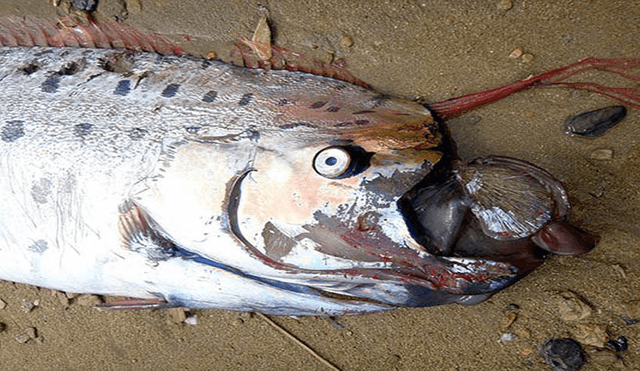 Chile: temor por la aparición de un extraño pez que predice catástrofes