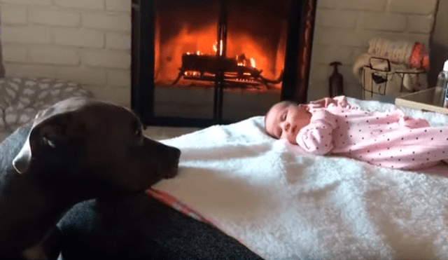 Video es viral en Facebook. Dueña del can no dudó en grabar la emotiva escena que protagonizó su mascota al acercarse a su bebé