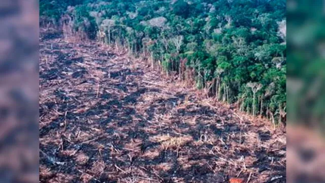 Miles de hectáreas de selva quedaron reducidas a cenizas por el incendio que lleva 17 días. Foto: AFP