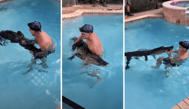 Un video viral muestra el preciso instante en que un hombre nada con una gigantesca criatura, un cocodrilo de 8 pies.