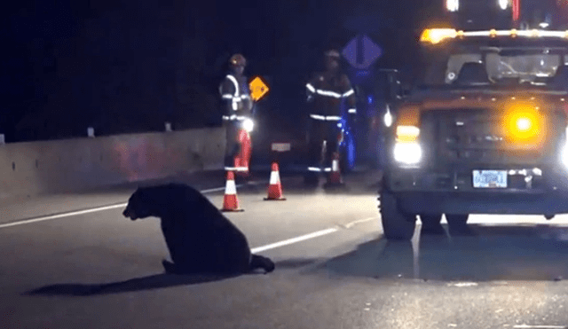 Canadá: ejecutan a oso que interrumpía el tránsito en una carretera [VIDEO]