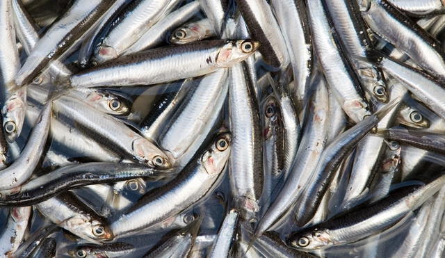 “El Perú cuenta con un saludable ecosistema para la anchoveta”