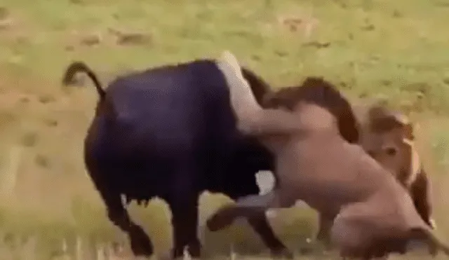 YouTube viral: Mamá búfalo se sacrifica para salvar a su cría de terribles criaturas [VIDEO]