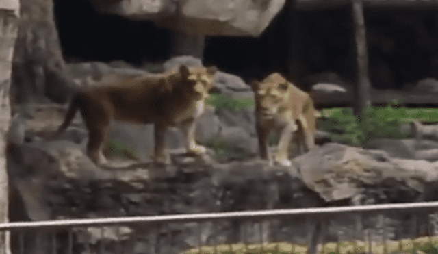 Trabajador de un zoológico ingresó al santuario de leones.