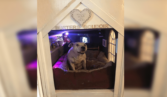 Facebook viral: joven quiso engreír a su perro y construye lujosa casa que sorprende a todos [FOTOS]