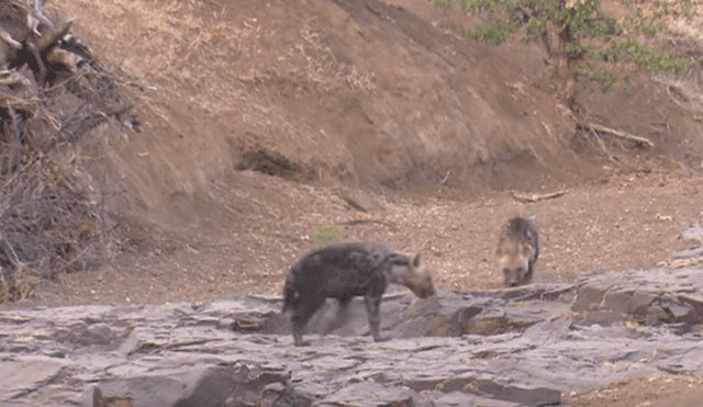 Desliza hacia la izquierda para ver la rápida acción de la hiena para devorar su presa. Video viral de YouTube.