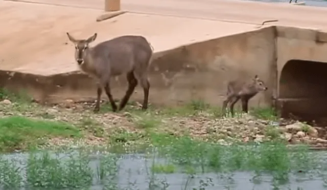 Los dos animales se encontraban en una parcela de tierra en medio del río. (Fuente: Kruger Sightings/YouTube)