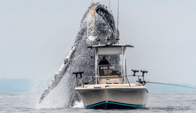 YouTube viral: Pescador queda en shock al ver que enorme criatura surge del océano 