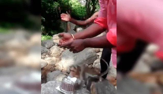 Familiares del joven lo sorprendieron con una torta de cumpleaños, sin imaginar que un travieso mono arruinaría el emotivo momento. El video es viral en Facebook