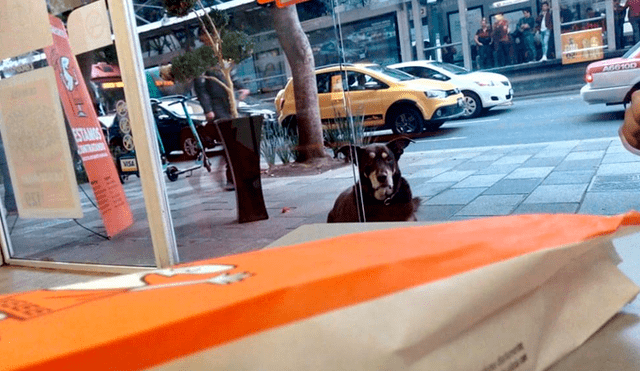 Facebook: perro callejero conmueve a las redes al pedir pizza pero esconde un oscuro secreto