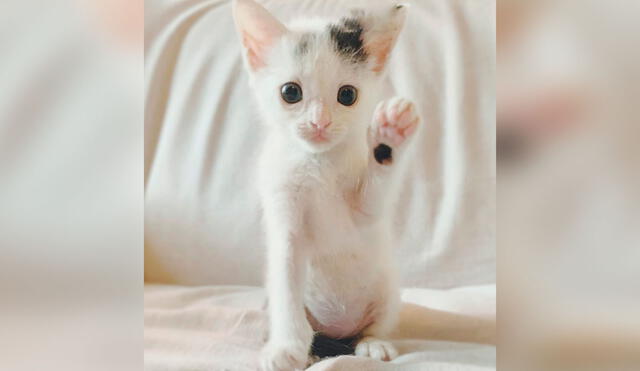 Desliza las imágenes para conocer la historia de una gatita que sobrevivió con la ayuda de una voluntaria de un albergue. Foto: Fostermotherofkittens/Facebook