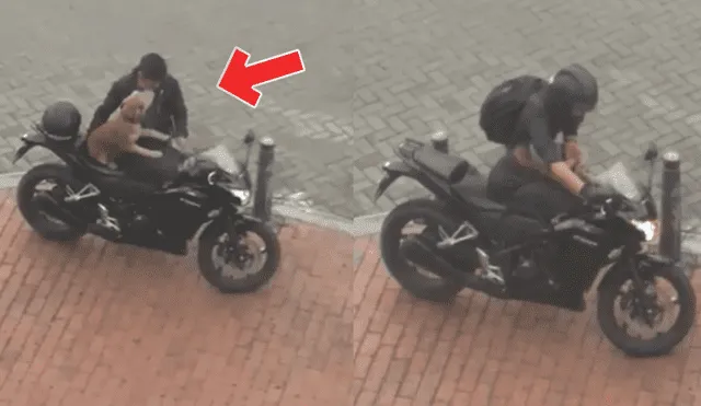 Facebook: Noble gesto de motociclista con su perro roba corazones en la red