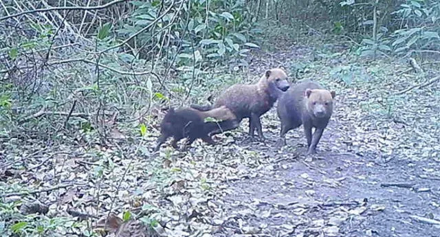 Perros venaderos hacen su aparición en Bolivia, algo muy raro en esta especie.