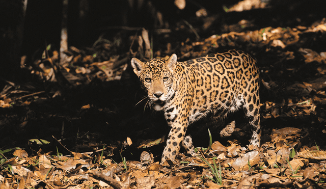 20 Animales en peligro de extinción y extintos en Perú 2019 [FOTOS]
