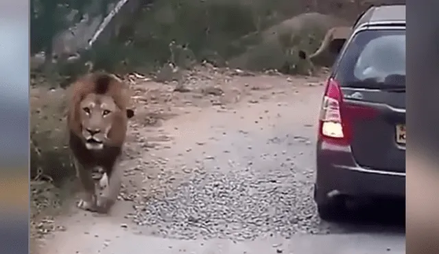 Facebook viral: león encuentra a turistas dentro de recinto y reacciona violentamente [VIDEO] 