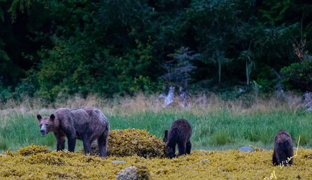 ¿El fin de una especie? Lamentables fotografías de osos buscando comida [FOTOS]