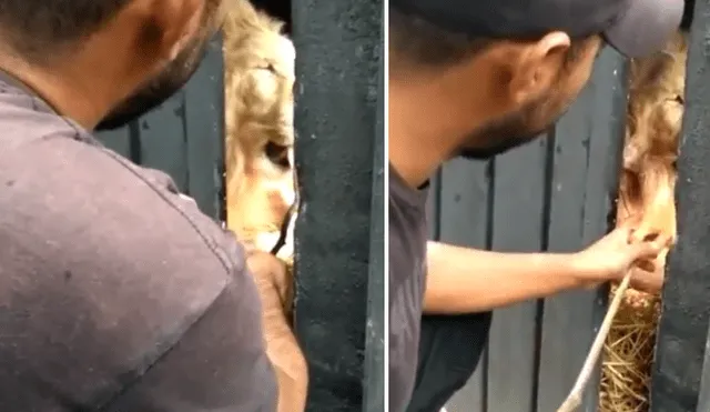 Un video viral de YouTube registró el momento en que un novato cuidador de leones alimenta a uno de los depredadores.