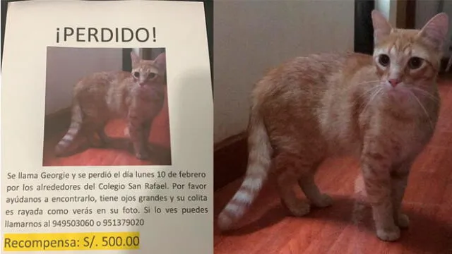 Ofrecen 500 soles de recompensa a quien encuentre a gato perdido en San Juan de Lurigancho [FOTOS]