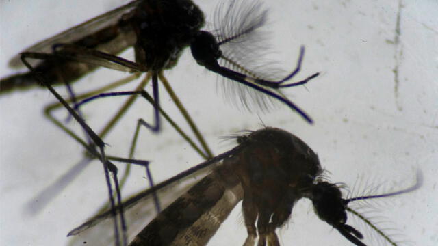 El insecto Aedes aegypti puede transmitir el virus del dengue y otros como el de la fiebre amarilla, zika y la chikunguña. Foto: AFP