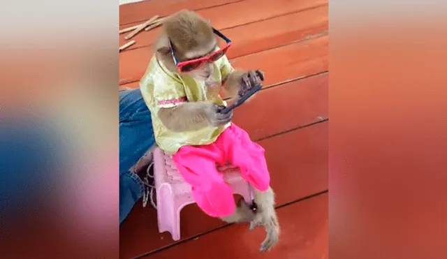 Facebook viral: chica pierde su celular y lo encuentra en manos de su travieso mono [VIDEO] 