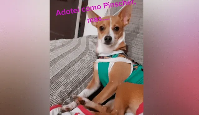 Desliza las imágenes para ver lo que realmente pasó con este presunto perro de raza pinscher. Foto: Giulia Carvalho/TikTok