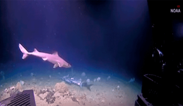 Un pez que devora por completo a tiburón aterra a usuarios en redes sociales [VIDEO]