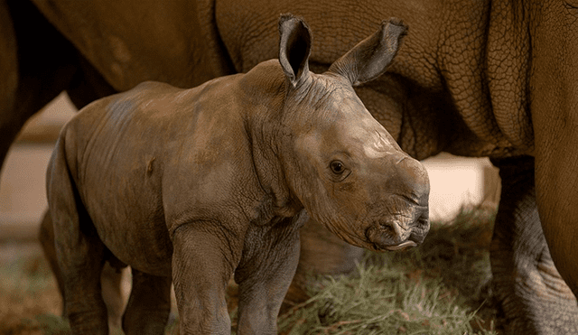 Conoce a Edward, el rinoceronte que puede salvar a una subespecie de la extinción [FOTOS Y VIDEOS]