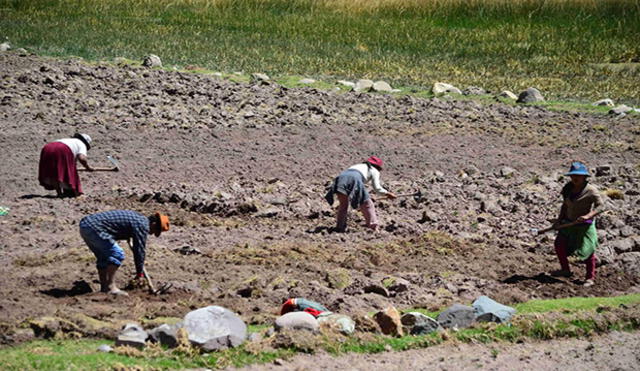 Invertirán S/ 13,3 millones para potenciar agro en Puno