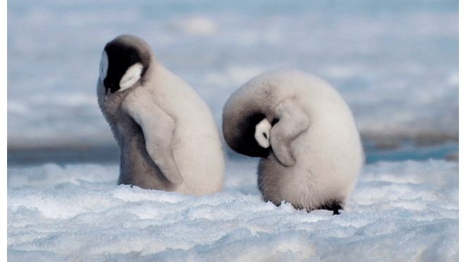 Pingüinos emperador dejan de reproducirse por cambio climático en la Antártida