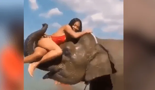 Facebook viral: Intenta tomarse foto sobre la trompa de un elefante y este la deja en ridículo [VIDEO]