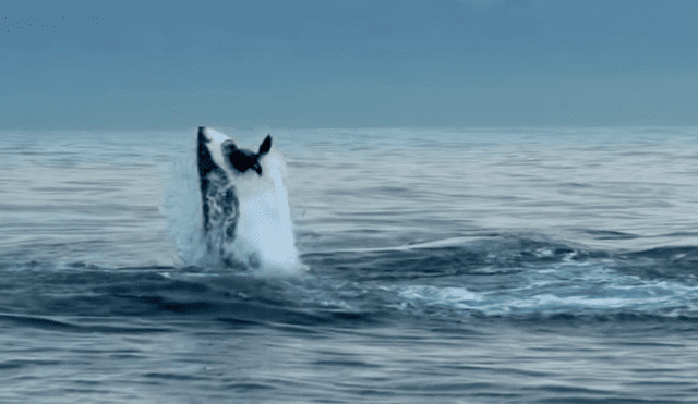 YouTube viral: misteriosa criatura se enfrenta a furiosos lobos marinos que se unieron para atacarla [VIDEO]