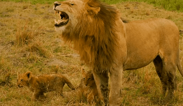 Pese a que se quedó dormido, las juguetonas crías, quieren a su padre e intentan jugar con él. Foto: BBC Earth