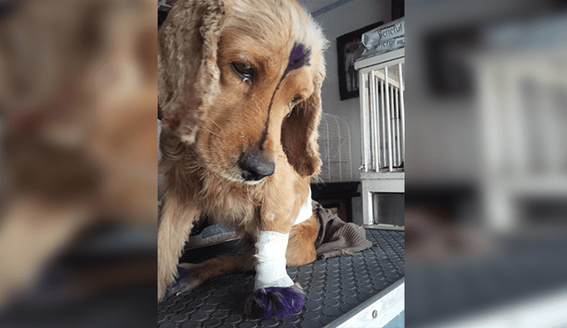 En Facebook, una mujer encontró a un perro en lamentables condiciones tras ser atropellado.