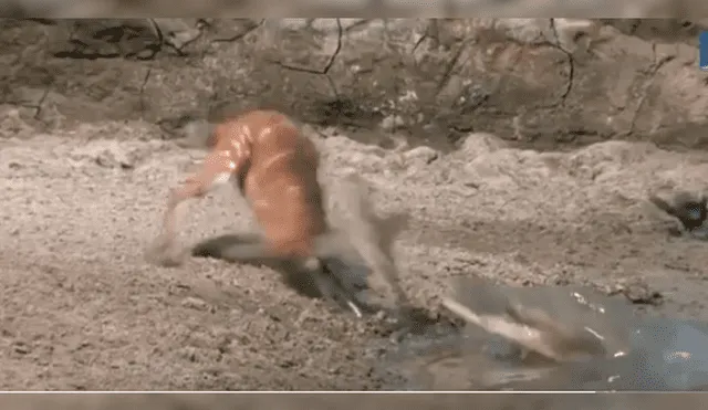 Video es viral en Facebook. El épico escape del ciervo, que estaba tomando agua de un río, ha dejado a más de uno con la boca abierta