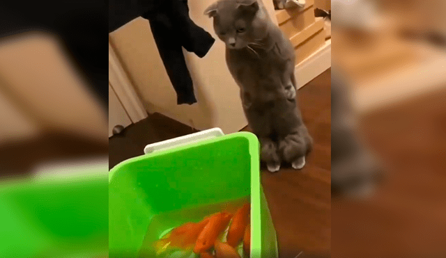 En Facebook, un joven compró unos peces como mascotas y no imaginó que su gato los quería devorar.