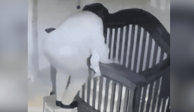 Un video que se ha viralizado en Facebook, grabado con cámara escondida, registra el blooper que protagonizó una niñera con un bebé en brazos.